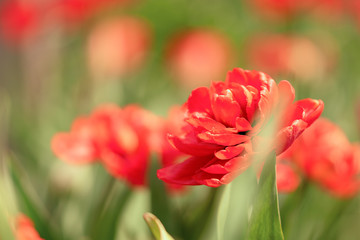 Red tulips close-up in the garden with shallow depth of field.