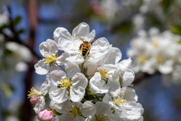 A bee on a white flower of an apple tree. Detailed view.