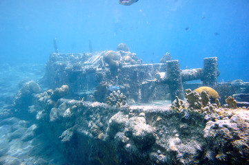 Beautiful Brain Coral In The Caribbean Sea. Blue Water. Relaxed, Curacao, Aruba, Bonaire, Animal, Scuba Diving, Ocean, Under The Sea, Underwater Photography, Snorkeling, Tropical Paradise.