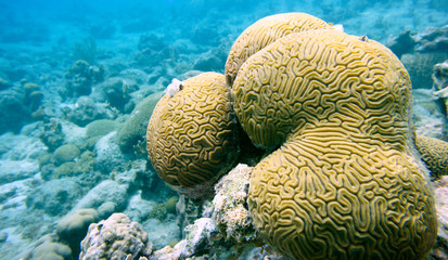 Beautiful Brain Coral In The Caribbean Sea. Blue Water. Relaxed, Curacao, Aruba, Bonaire, Animal, Scuba Diving, Ocean, Under The Sea, Underwater Photography, Snorkeling, Tropical Paradise. © Filip