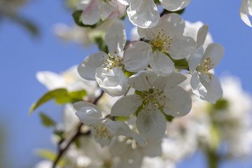 White flowers of apple tree. Detailed view.