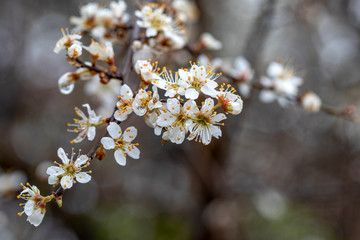 Prunus spinosa. Blackthorn flowers on a blurred background