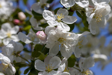 White flowers of apple tree. Detailed view.