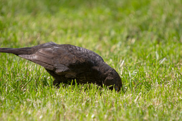 A Eurasian Blackbird (Turdus merula)
