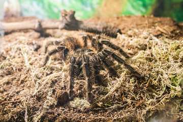 Big spider in the terrarium
