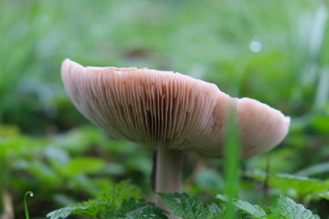 Pilz