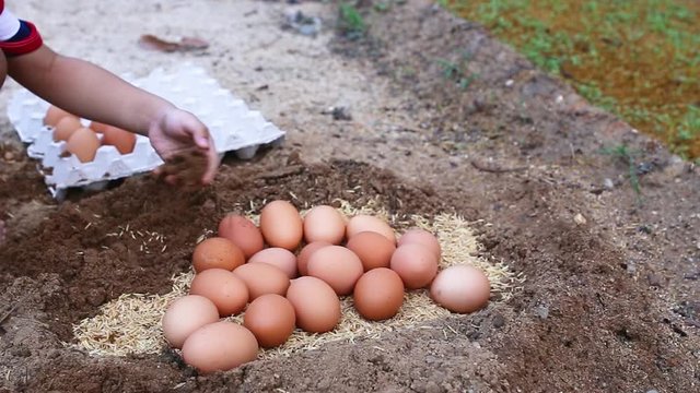 closed up video shot of hand picking chicken eggs.