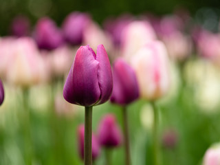 Blooming purple tulip in the park