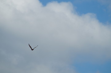 Mäusebussard