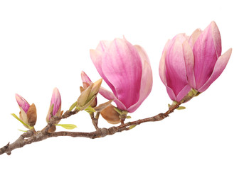 A beautiful branch of Magnolia flower isolated on white