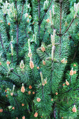 christmas emerald tree branches