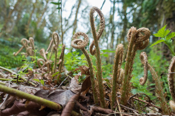 Deer fern