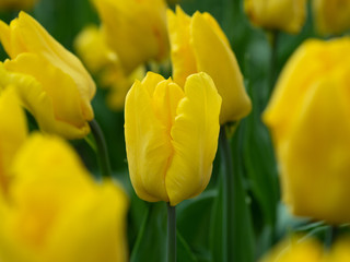 Obraz premium Blooming yellow tulips in the park