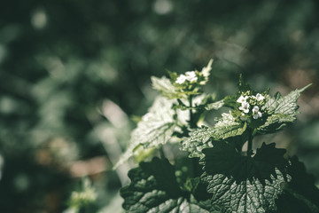 Macro photo of Urtica dioica, often called common nettle or stinging nettle found in Kullaberg nature reserve in south Sweden. Blurred background, Shallow Depth Of field.