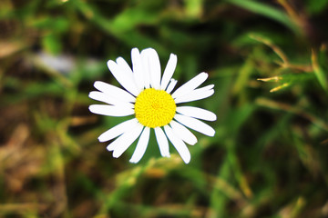 white daisy flower in the garden