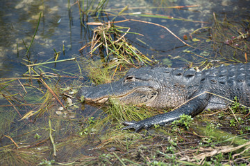 Florida crocodile