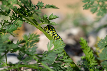 caterpillar on stem