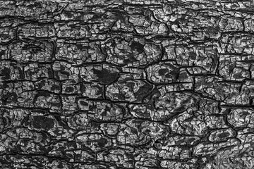 Ashes soot texture of burnt tree. Black wood charcoal background