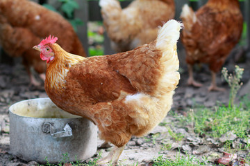 Chickens in search of food