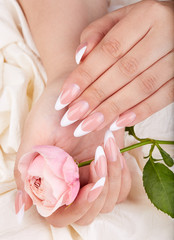 Hands with long artificial french manicured nails holding pink rose flower