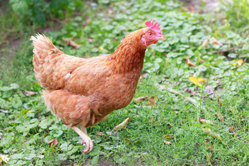 A chicken walking in a field