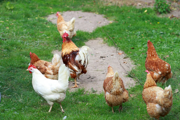 Rooster walks with hens in the garden