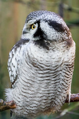 Snow owl with yellow eye sitting and looking somewhere to the side.