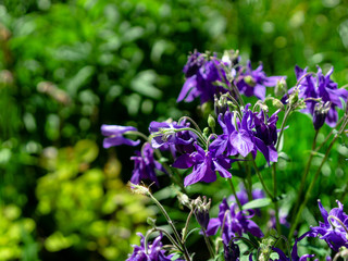 purple flowers in the garden
