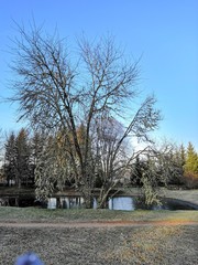 tree in park