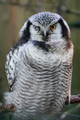 Snow owl is staring at the camera and has different eyes.