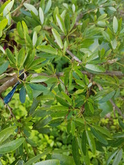 naturaleza, flores, restaurante para aves, neotropico