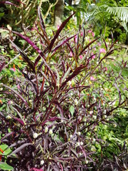 naturaleza, flores, restaurante para aves, neotropico