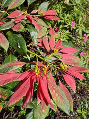 naturaleza, flores, restaurante para aves, neotropico