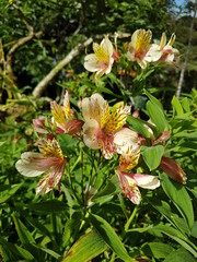 naturaleza, flores, restaurante para aves, neotropico
