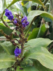naturaleza, flores, restaurante para aves, neotropico