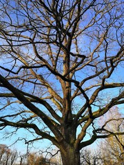 tree in autumn