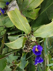 naturaleza, flores, restaurante para aves, neotropico