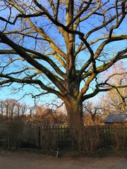 Obraz premium autumn in the park