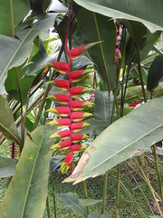 naturaleza, flores, restaurante para aves, neotropico