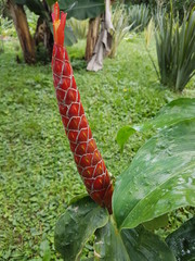 naturaleza, flores, restaurante para aves, neotropico