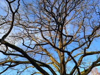 tree branches against blue sky