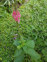 naturaleza, flores, restaurante para aves, neotropico