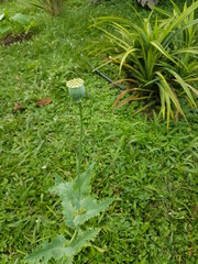 naturaleza, flores, restaurante para aves, neotropico