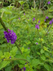 naturaleza, flores, restaurante para aves, neotropico