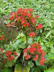 naturaleza, flores, restaurante para aves, neotropico