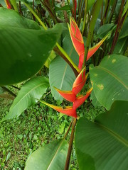 naturaleza, flores, restaurante para aves, neotropico