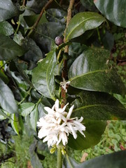 naturaleza, flores, restaurante para aves, neotropico
