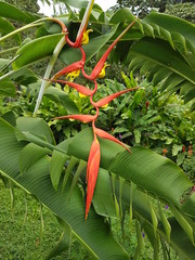 naturaleza, flores, restaurante para aves, neotropico