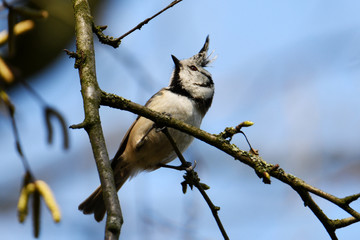 Crested Tit (Lophophanes cristatus mitratus) at Dingdener Heide near Hamminkeln, Germany