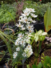 naturaleza, flores, restaurante para aves, neotropico
